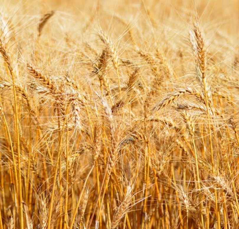 Mennonite búza, Triticum aestivum, amaránt, gabona